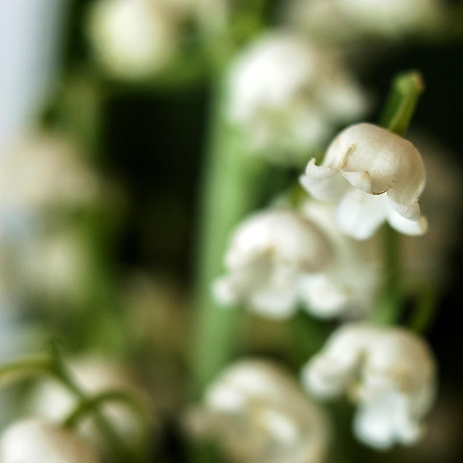 konwalie - bukiet na dzień matki konwalie - bukiet na dzień matki