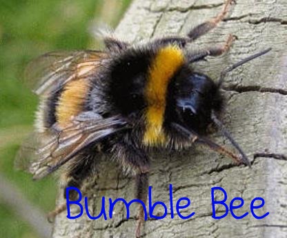 bee bumble bumblebee bees bumblebees sting they die fat animal nest when little google big fuzzy stinger fluffy money wasps