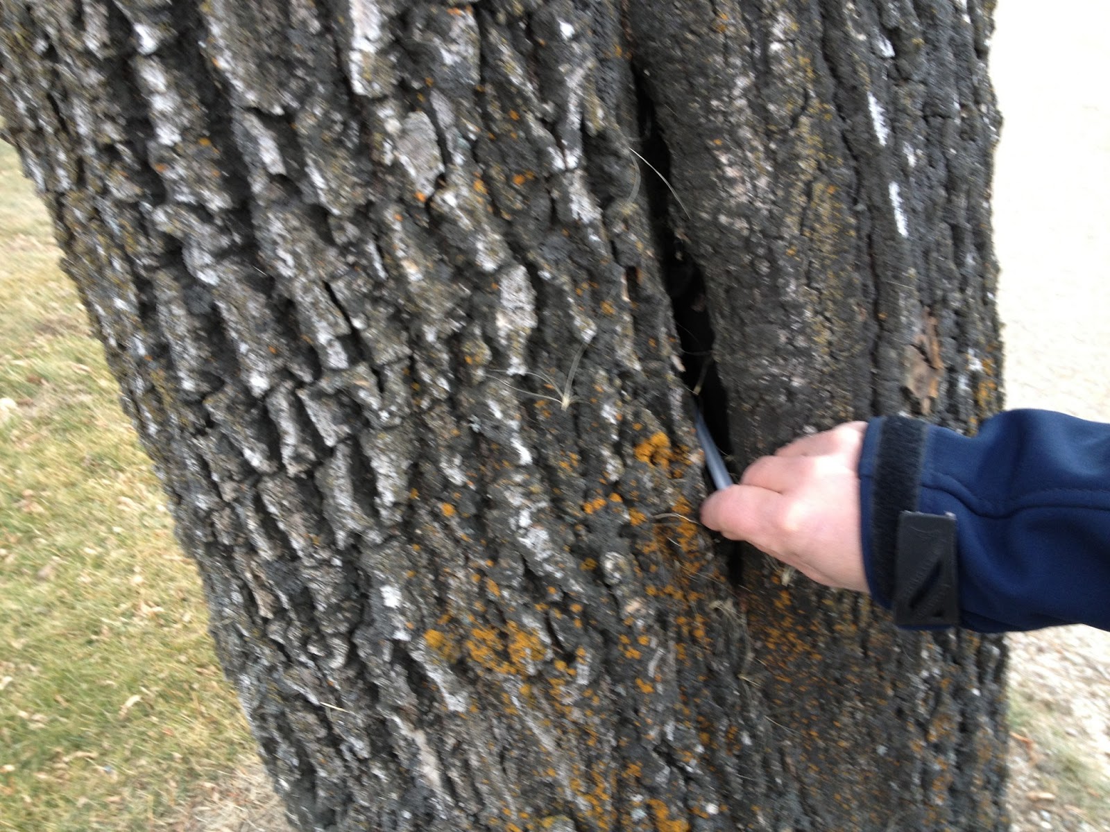 Ladybug Arborists CRACKS IN YOUR TREE TELL A STORY