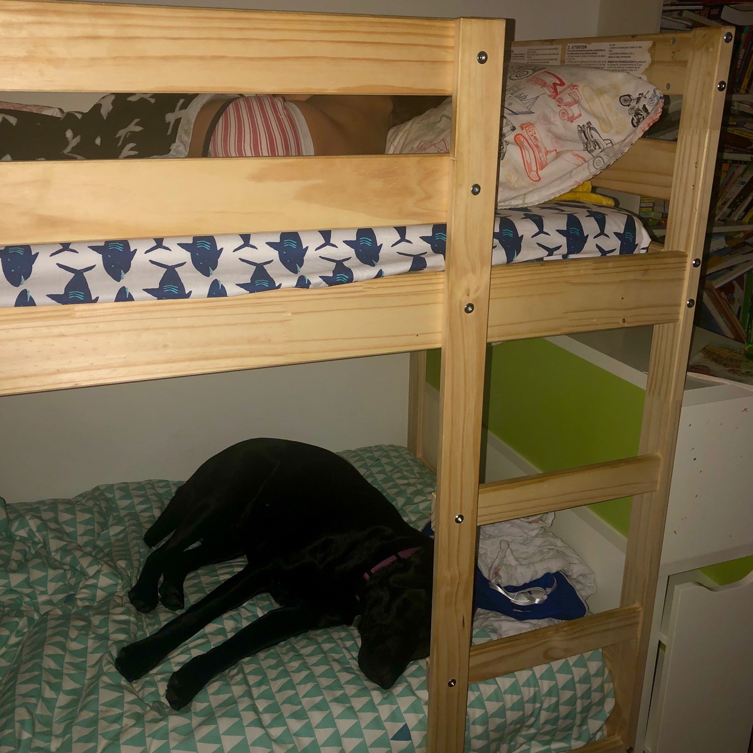 Alexander Anujak Bunk mate