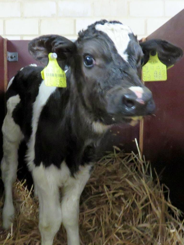 Benjamins Kuhblog 2014