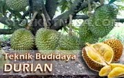 BUDIDAYA DURIAN