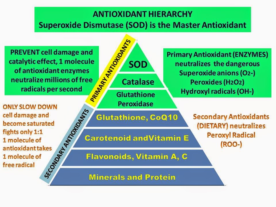 Health Avenue The Most Powerful Antioxidant