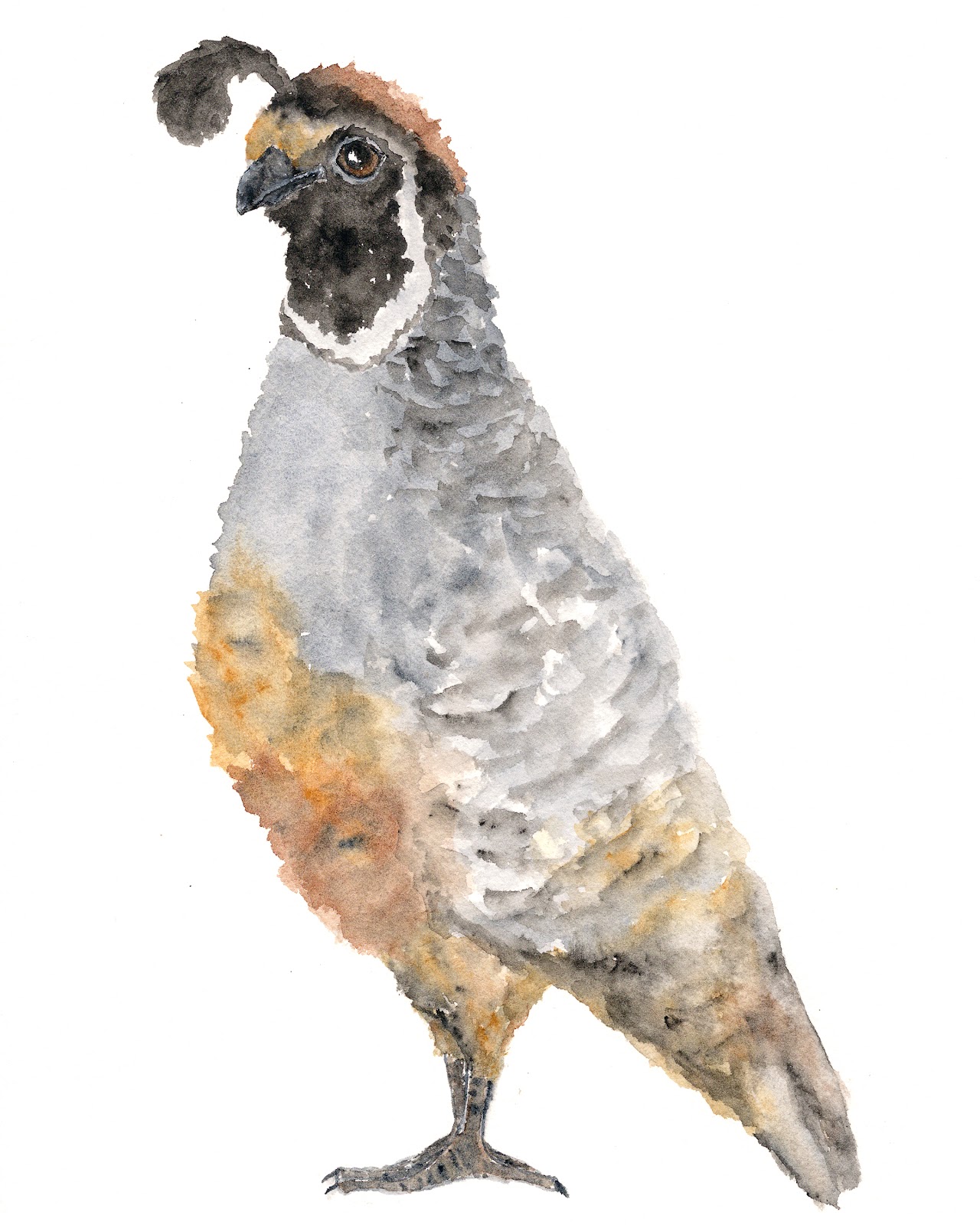 Quail Paintings For Sale Quail Paintings For Sale