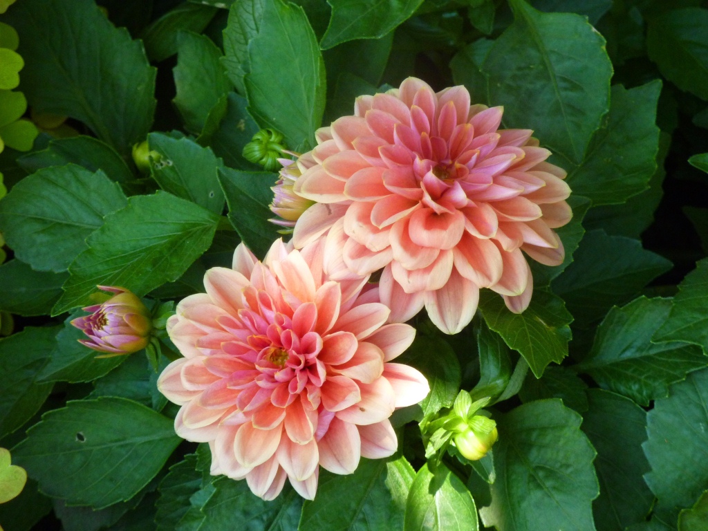 Nature and walks Pink A flower for cancer