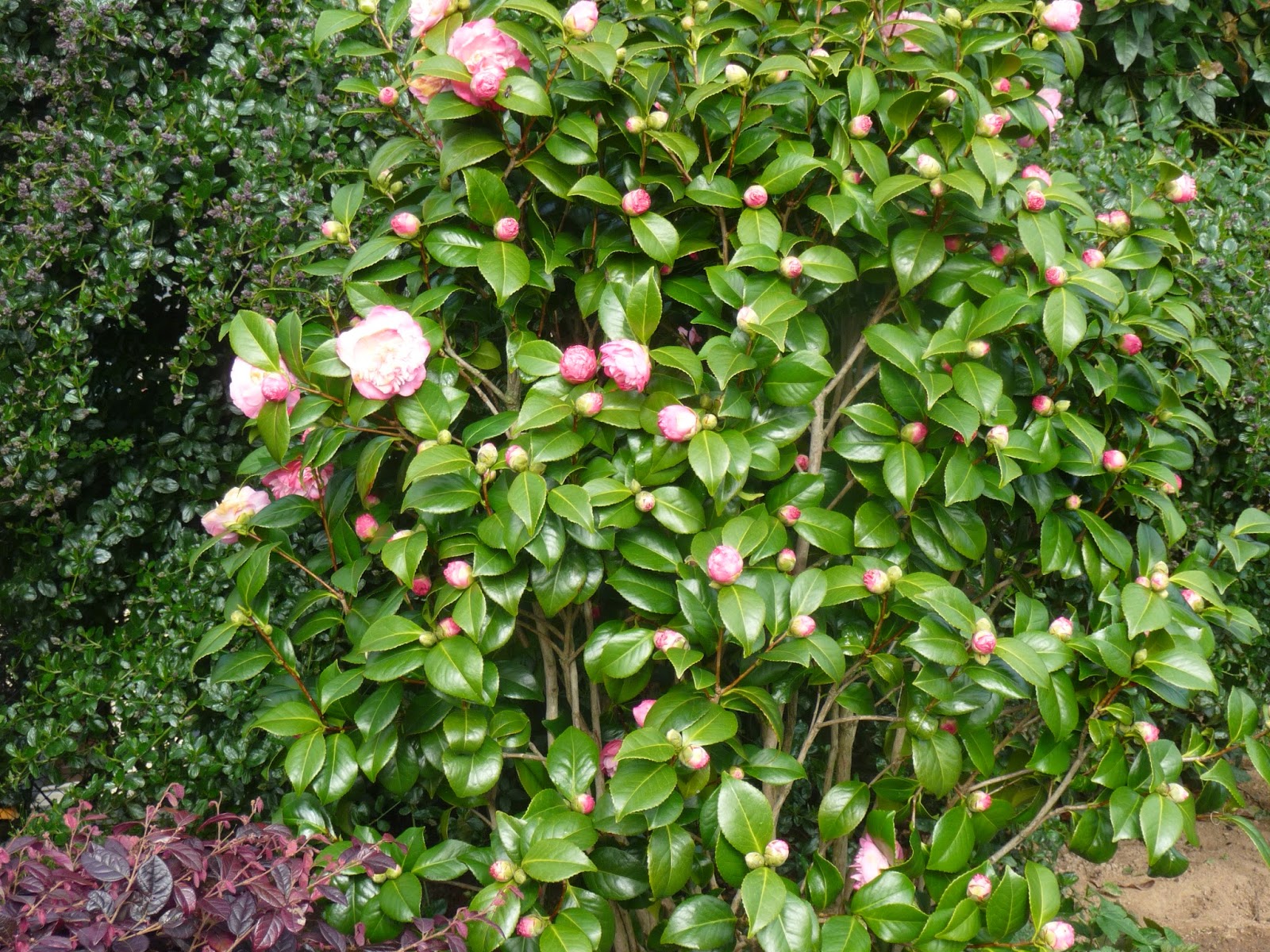 Jardine Ris Comment J Ai Super Reussi Mon Jardin Sec