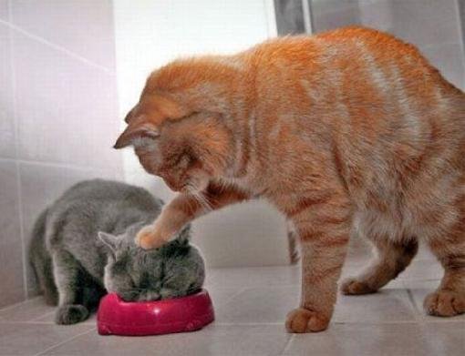 Cat-Eat-Food.jpg