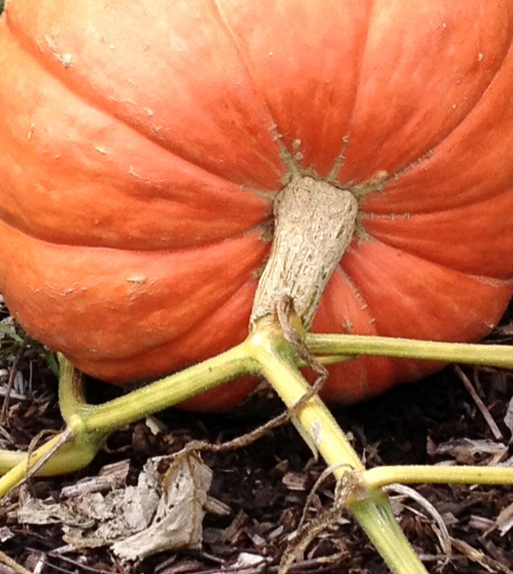 Christine Mauersberger September 2012