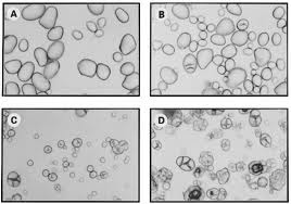 Isolation of Starch from Potatoes