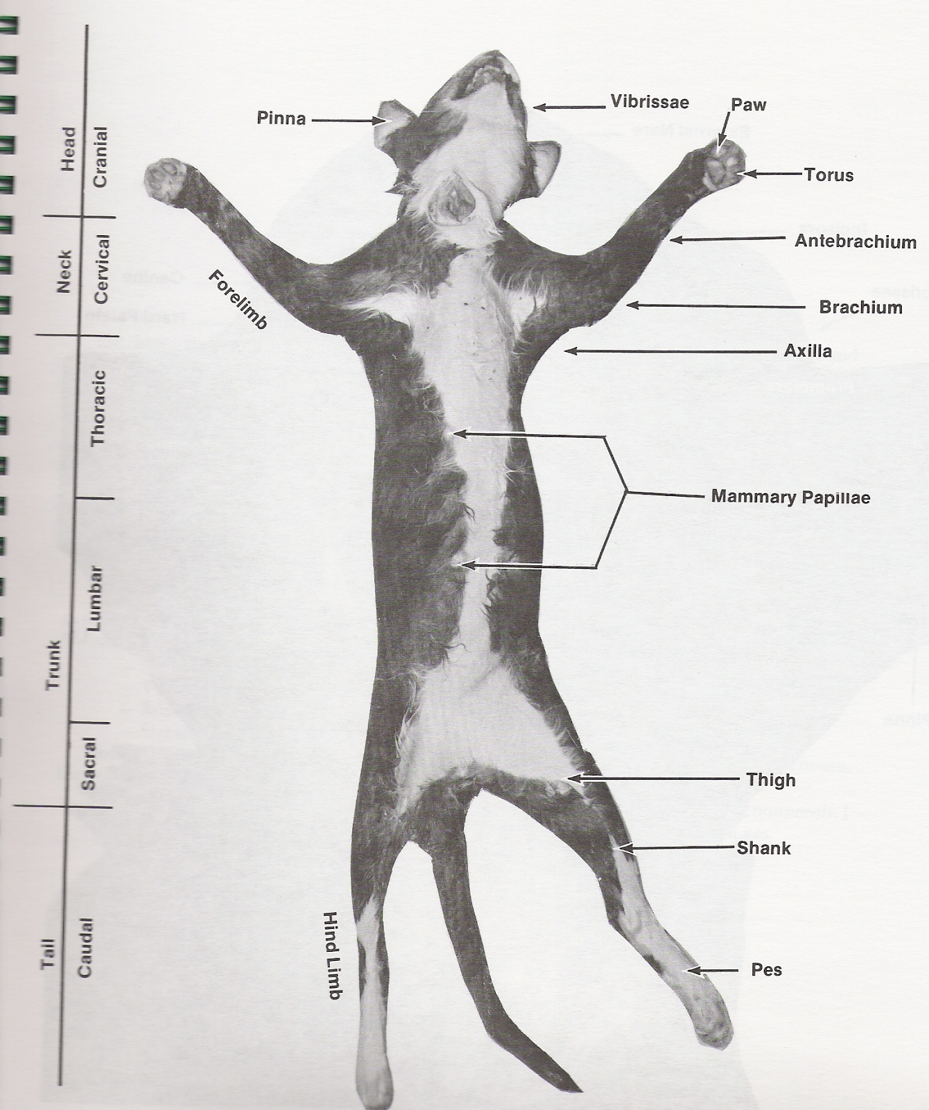The Grand Dissection of Cat King Louis XIV: External Anatomy Worksheet