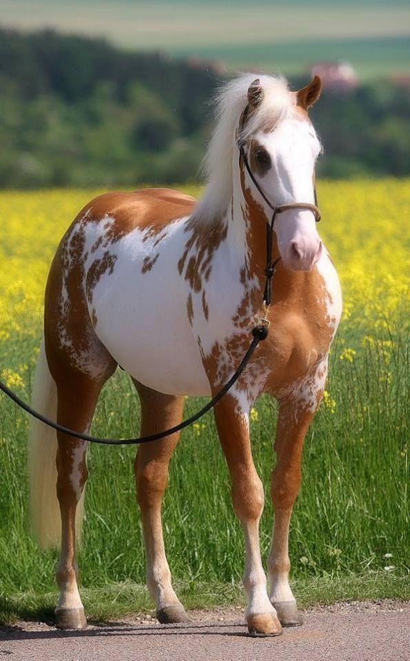 Critter Sitter's Blog Pretty Paint (or Pinto) Horses