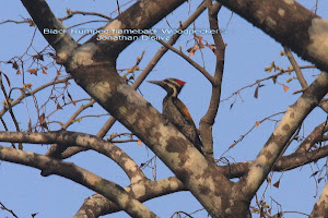 Black Rumped flameback Woodpecker :- Photo Mr Jonathan.D'silva.