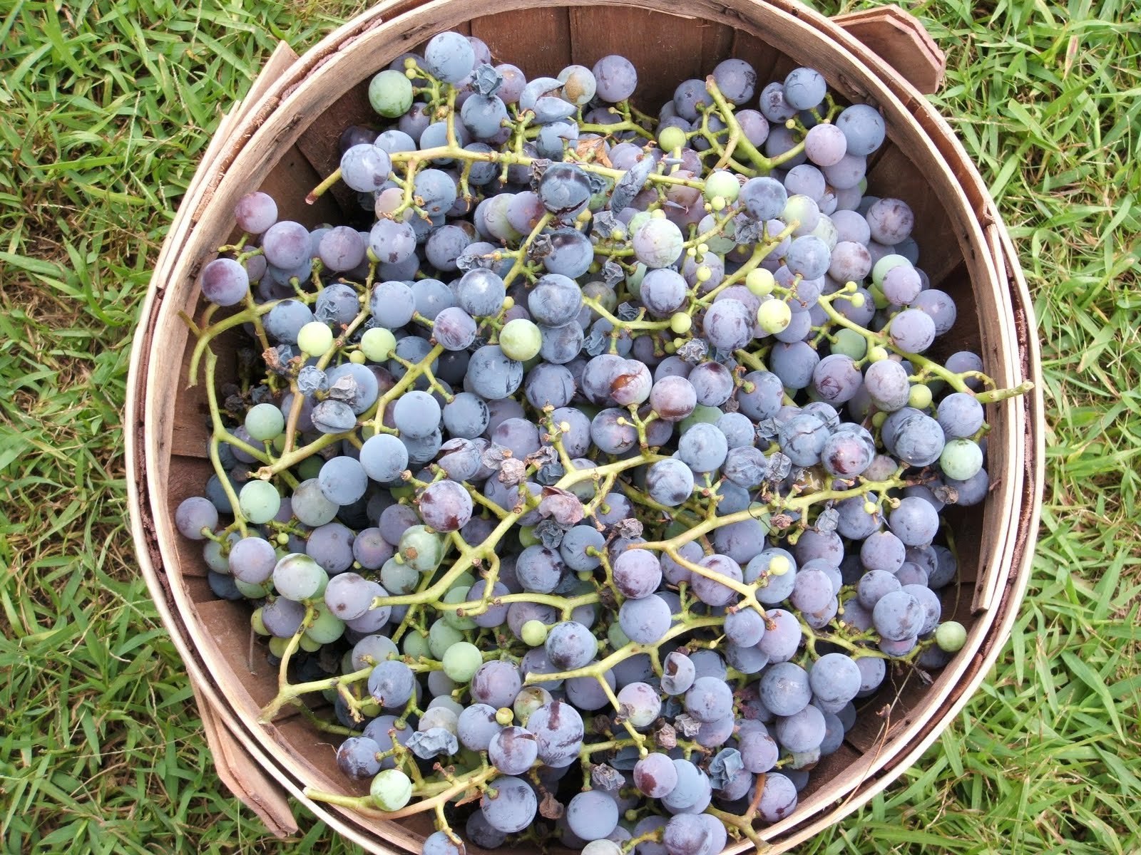 God's Growing Garden: Concord Grapes