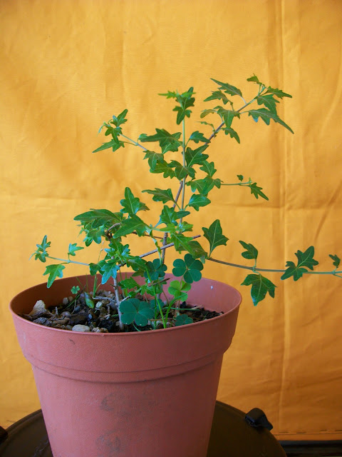 Su primera maceta de bonsai - El bonsái y yo