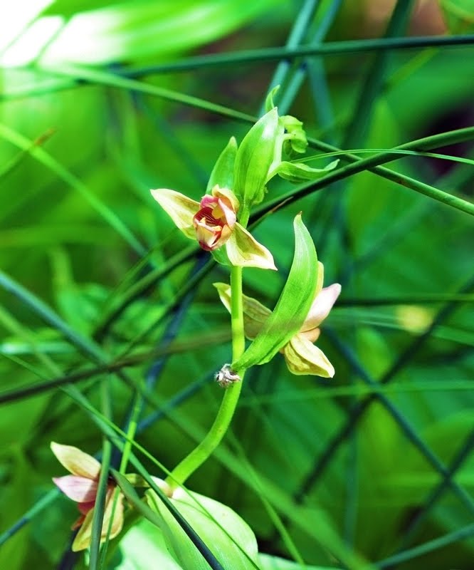 Stream Orchid, Epipactis gigantea_4751