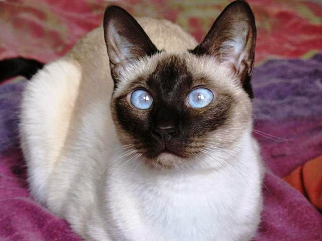 Pet's We Love Top 5 of the Most Affectionate Cat Breeds