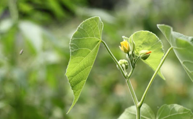 Indian Mallow Flowers