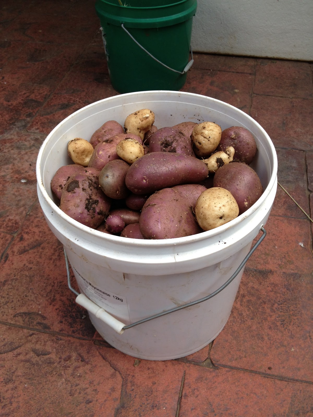 Storing Potatoes and Onions The Greening of Gavin