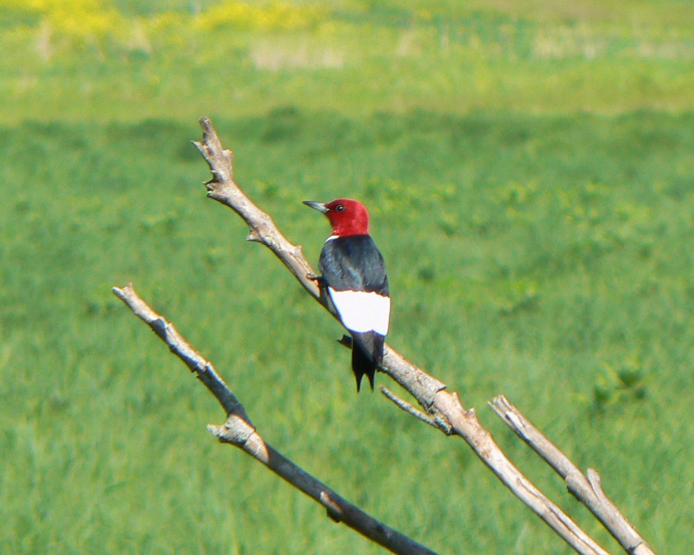 World Bird Sanctuary: Red-headed Woodpecker