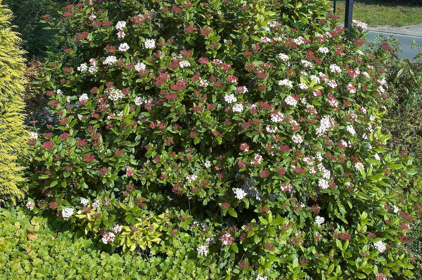 El Viburnum tinus El Nou Garden