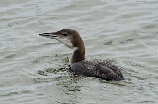 Colimbo grande, Gavia immer, Great Northern Diver