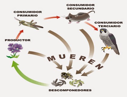 cadena alimenticia biotica la ecologia y el ambiente factores bi 243 ticos y abi 243 ticos cadena alimenticia biotica la ecologia y el ambiente factores bi 243 ticos y abi 243 ticos
