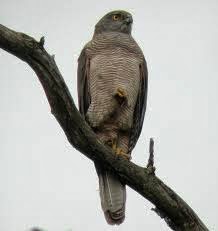 Goshawk