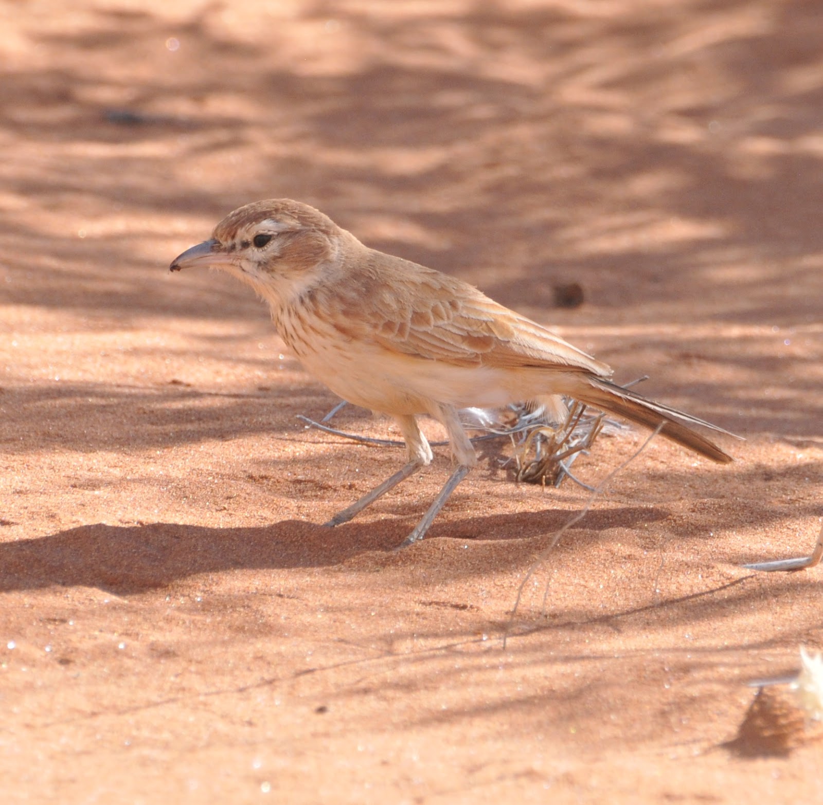 Dune Lark