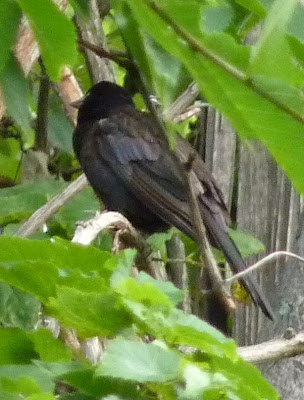 grackle