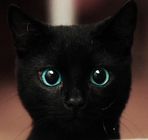 Ciao Io Sono Un Gatto Nero I Love Cats