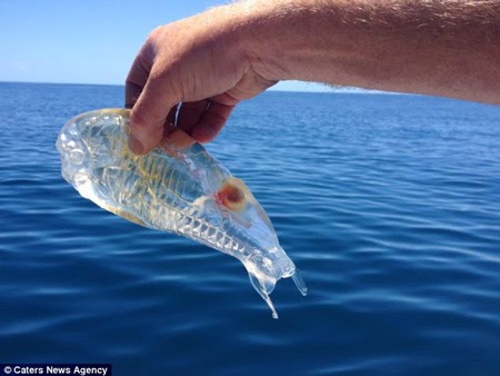 See-Through-Fish+3.jpg