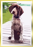 Sweetest German Shorthairs