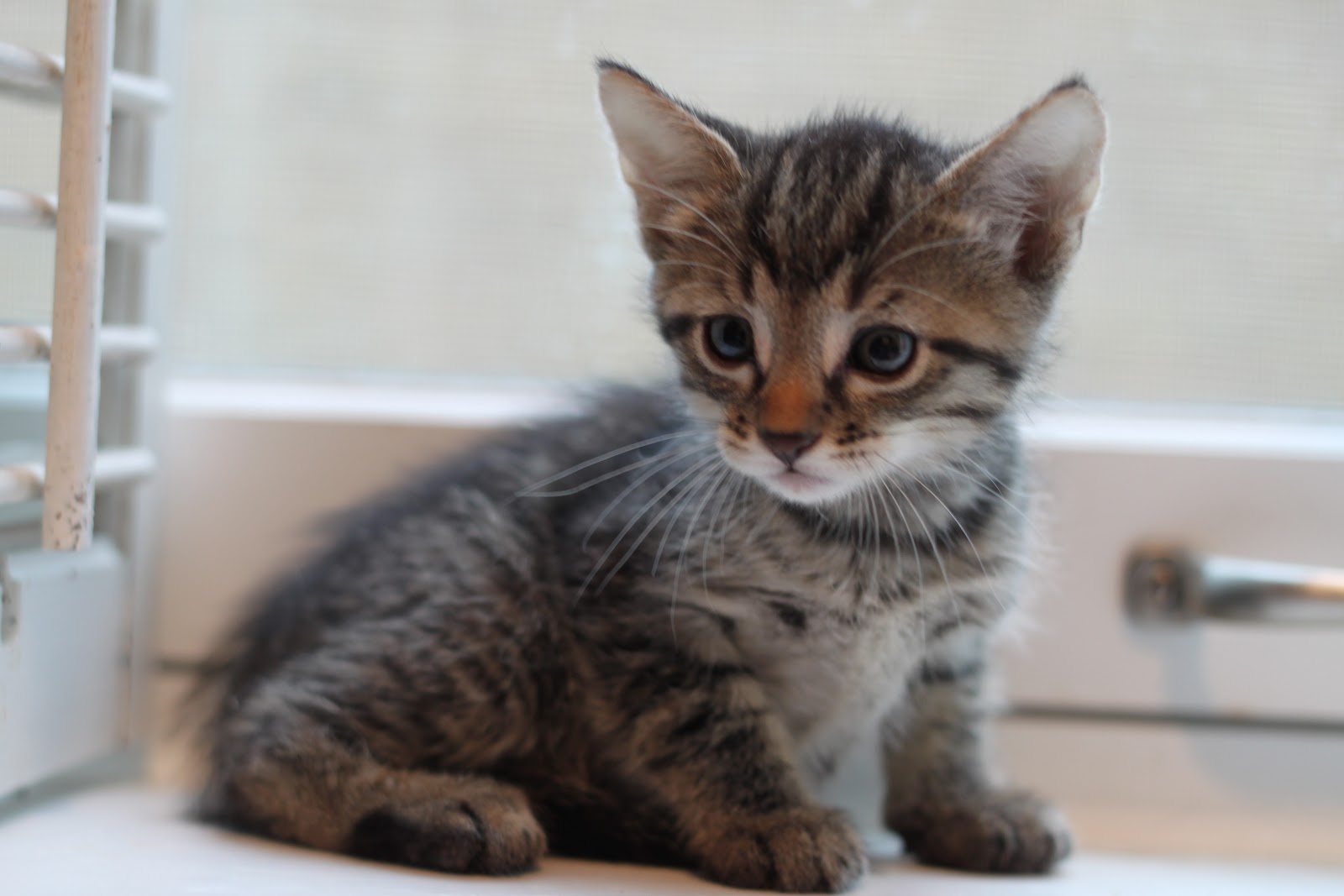 Should I Adopt An Old Cat Should I Adopt An Old Cat