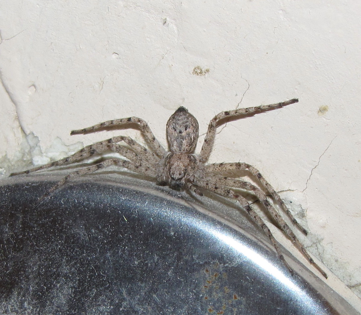 Bug Eric Shower Spiders