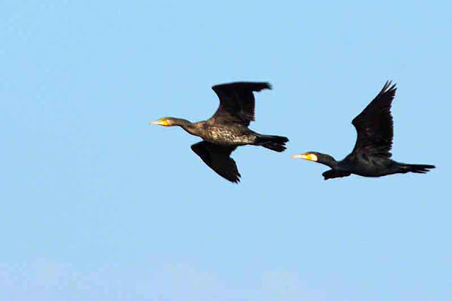birds, flight, cormorants, pair