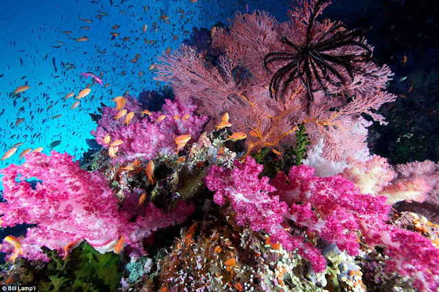 Kontes Foto Bawah Air yang Menakjubkan