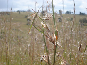 Tazetta Farm