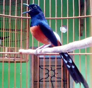 Tips Cara Merawat Burung Murai Batu Agar Cepat Gacor Dan Jadi Tips Cara Merawat Burung Murai Batu Agar Cepat Gacor Dan Jadi