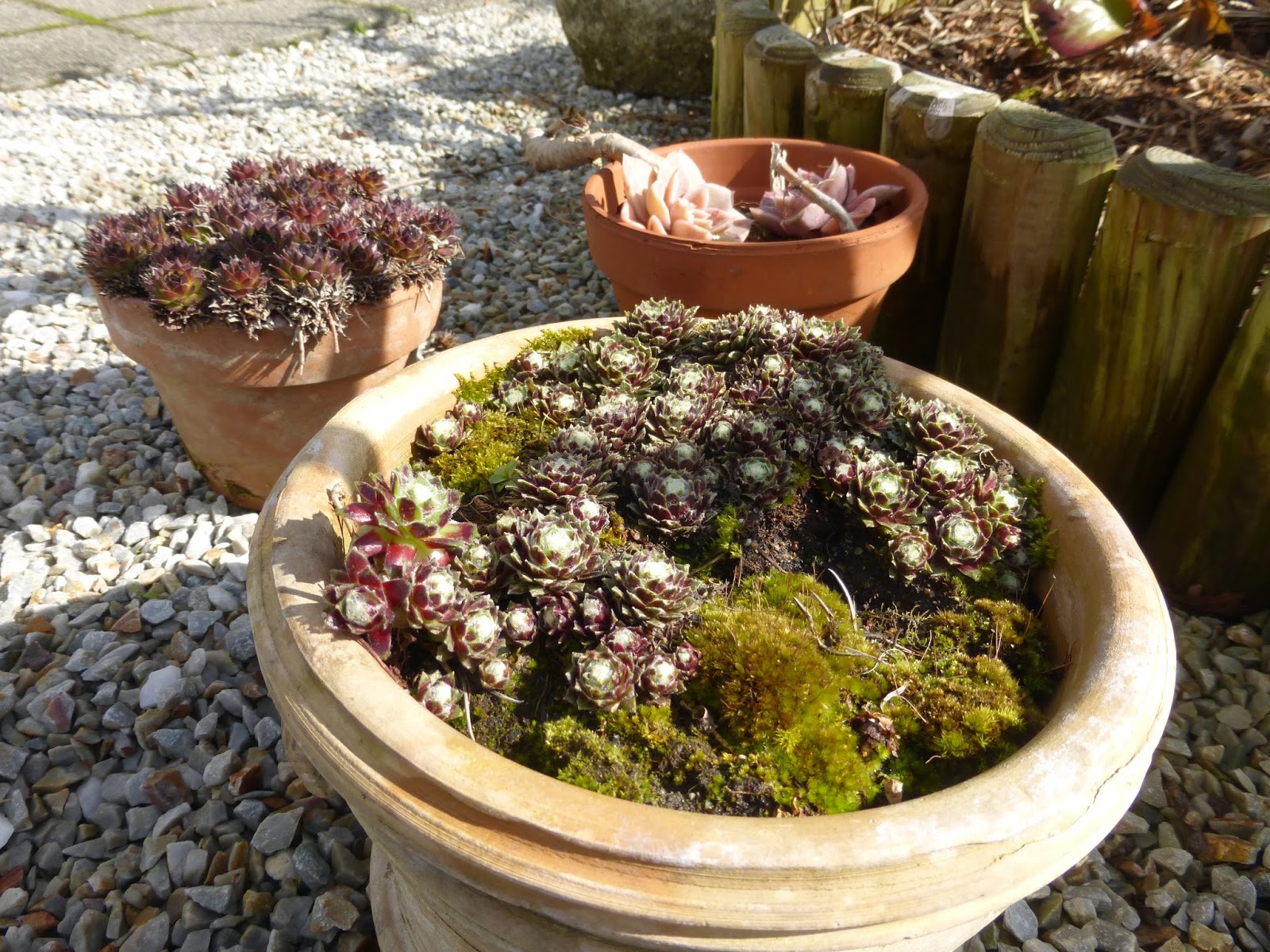 Mon Jardin Entre Terre Et Mer