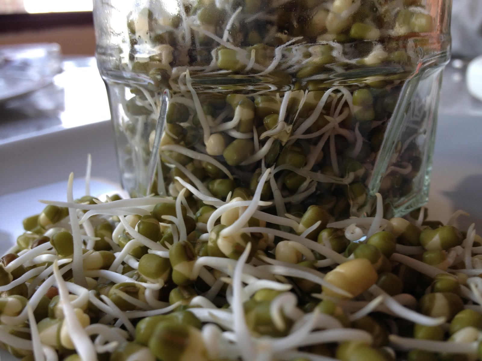 Emeklilik Hobileri Mas Fasulyesi Filizlendirme