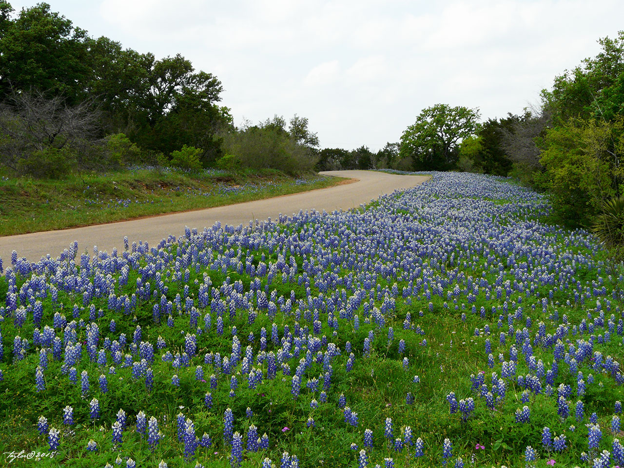 Fredericksburg Texas Culture Blog I'll be in TEXAS when the