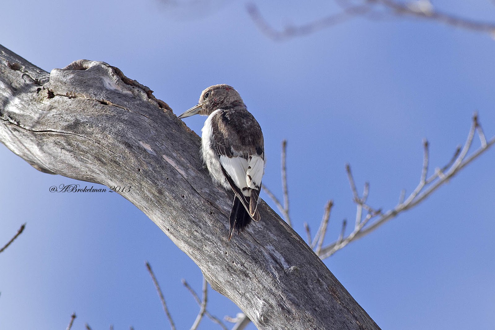 Ann Brokelman Photography: Red-headed Woodpecker - Juvenile Feb 2013