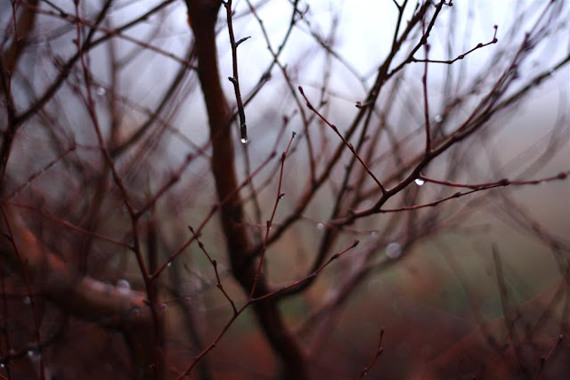 tree branches and raindrops