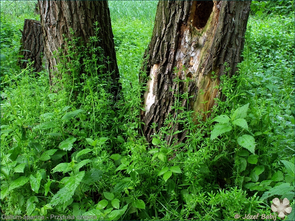 Galium aparine  - Przytulia czepna