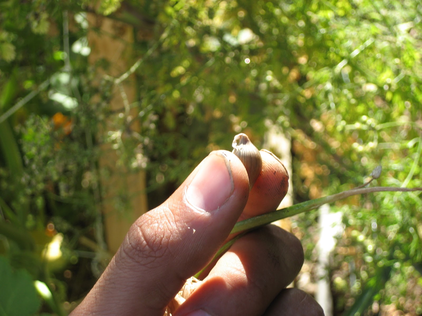 Backyard Farming Growing the Egyptian Walking Onion