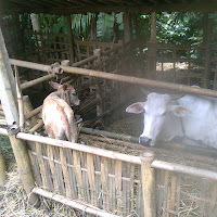 gambar peternakan sapi gambar peternakan sapi