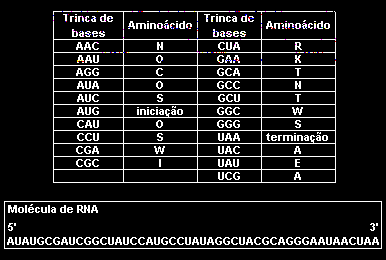 Código Genético Trinca+bases