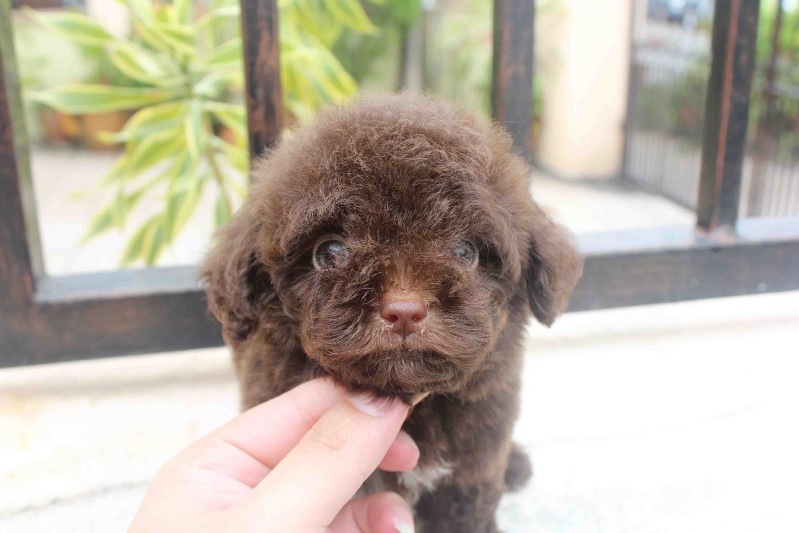 LovelyPuppy 20130916 Chocolate Color Toy Poodle Puppy