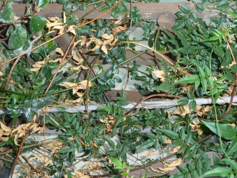 Gidget's Garden Another look at jasmine