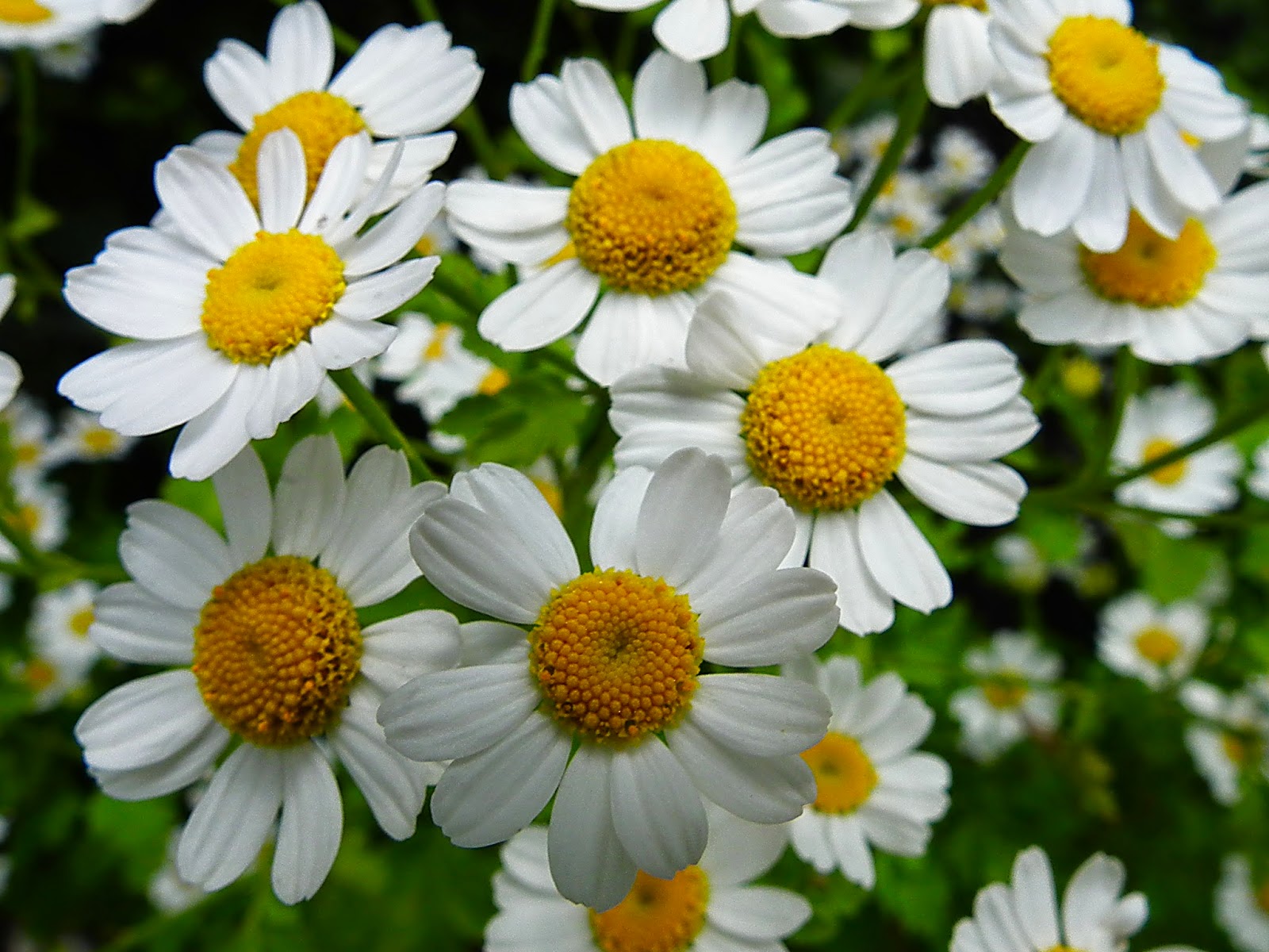 Feverfew Tea Benefits Healthy Tea 101
